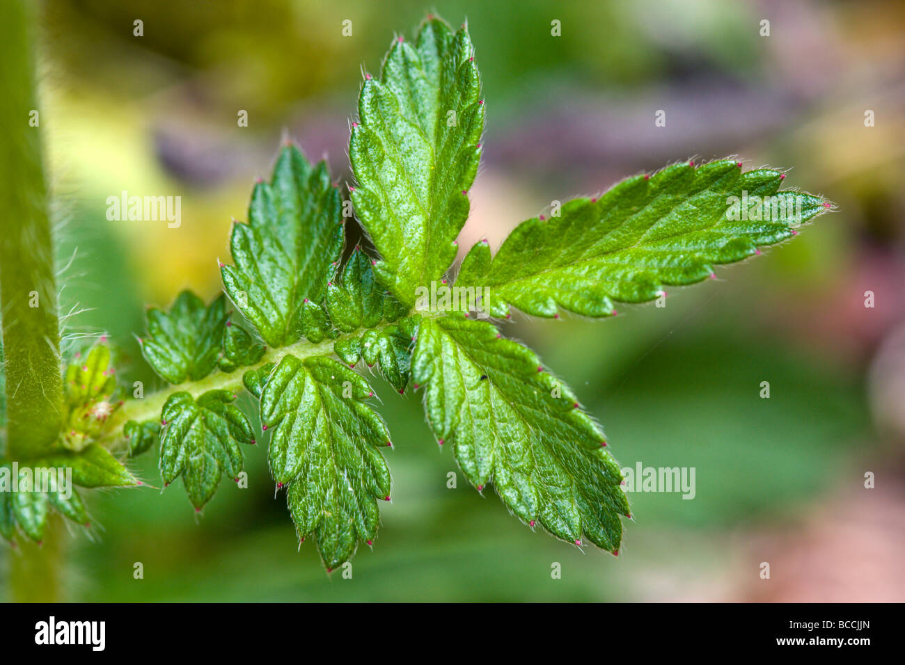 Agrimony Leaf Stock Photo