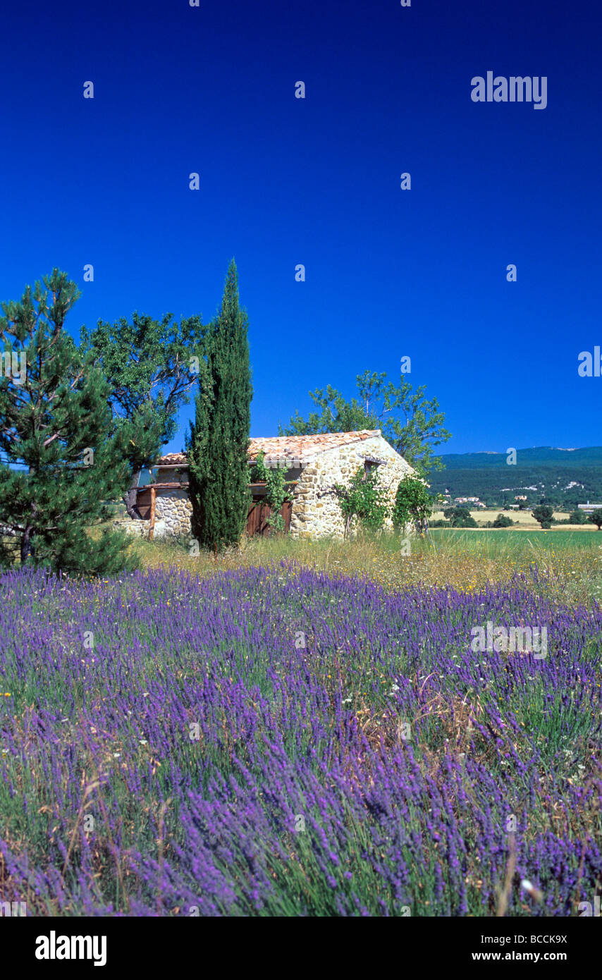France Alpes De Haute Provence Montagne De Lure