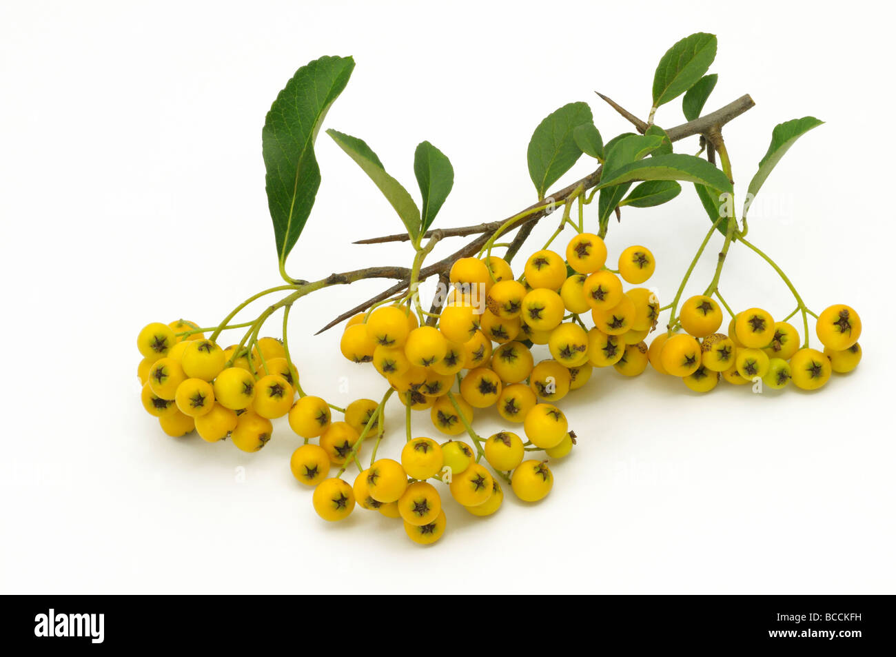 Firethorn (Pyracantha Soleil d Or), twig with yellow berries, studio picture Stock Photo