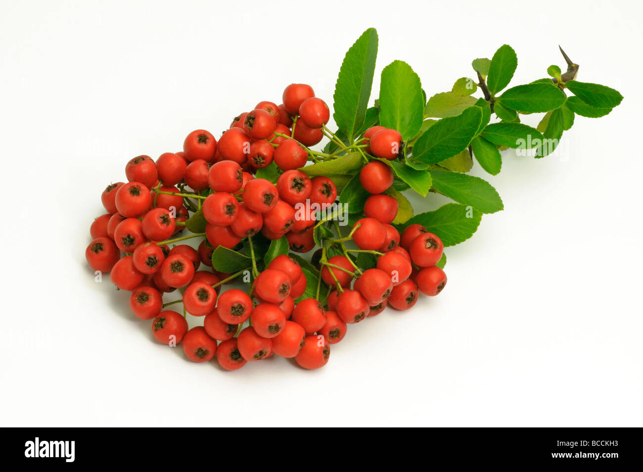 Firethorn (Pyracantha Red Column), twig with red berries, studio picture Stock Photo