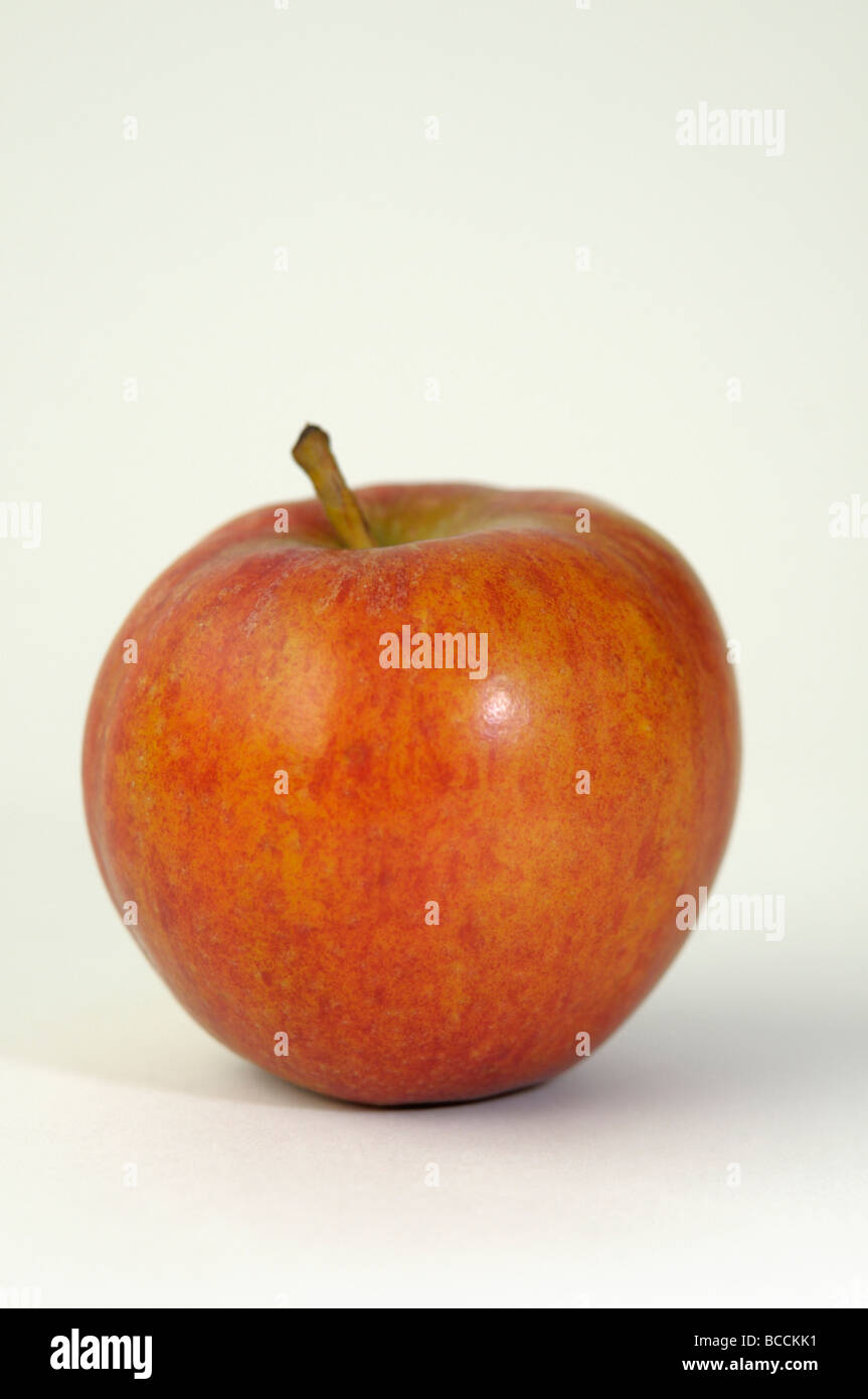 Domestic Apple (Malus domestica), variety: Geheimrat Oldenburg, ripe fruit, studio picture Stock Photo