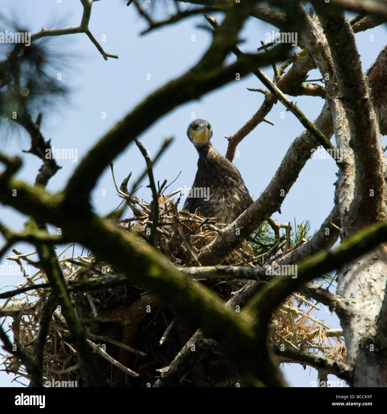 Young Great Black Cormorant Phalacrocorax carbo in the nest Stock Photo