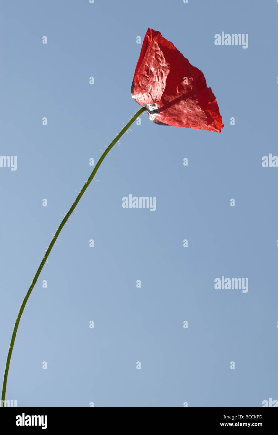 single red poppy flower and blue sky Stock Photo - Alamy