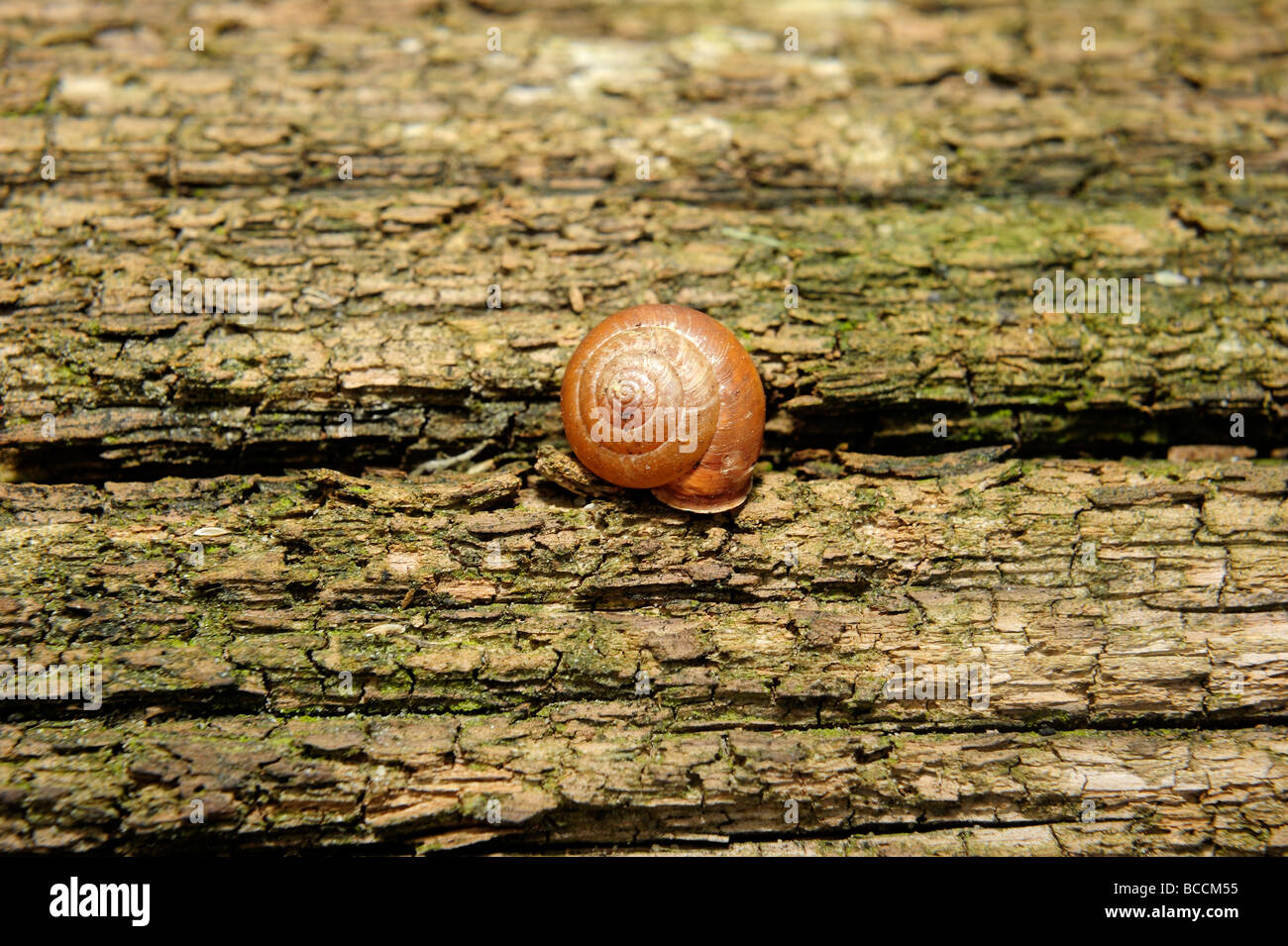 Snail shell close up Stock Photo - Alamy