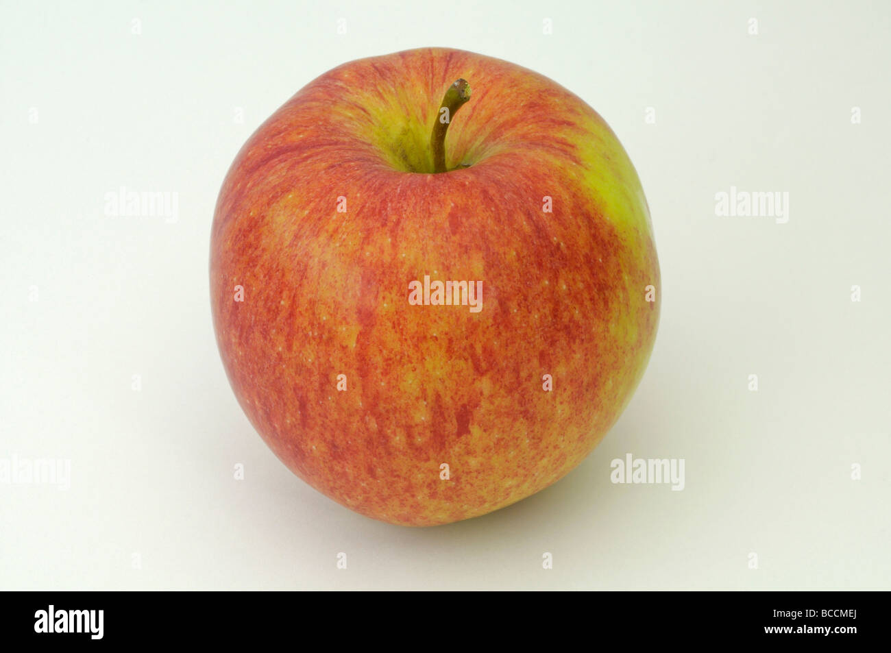 Domestic Apple (Malus domestica), variety: James Grieve, ripe fruit, studio picture Stock Photo