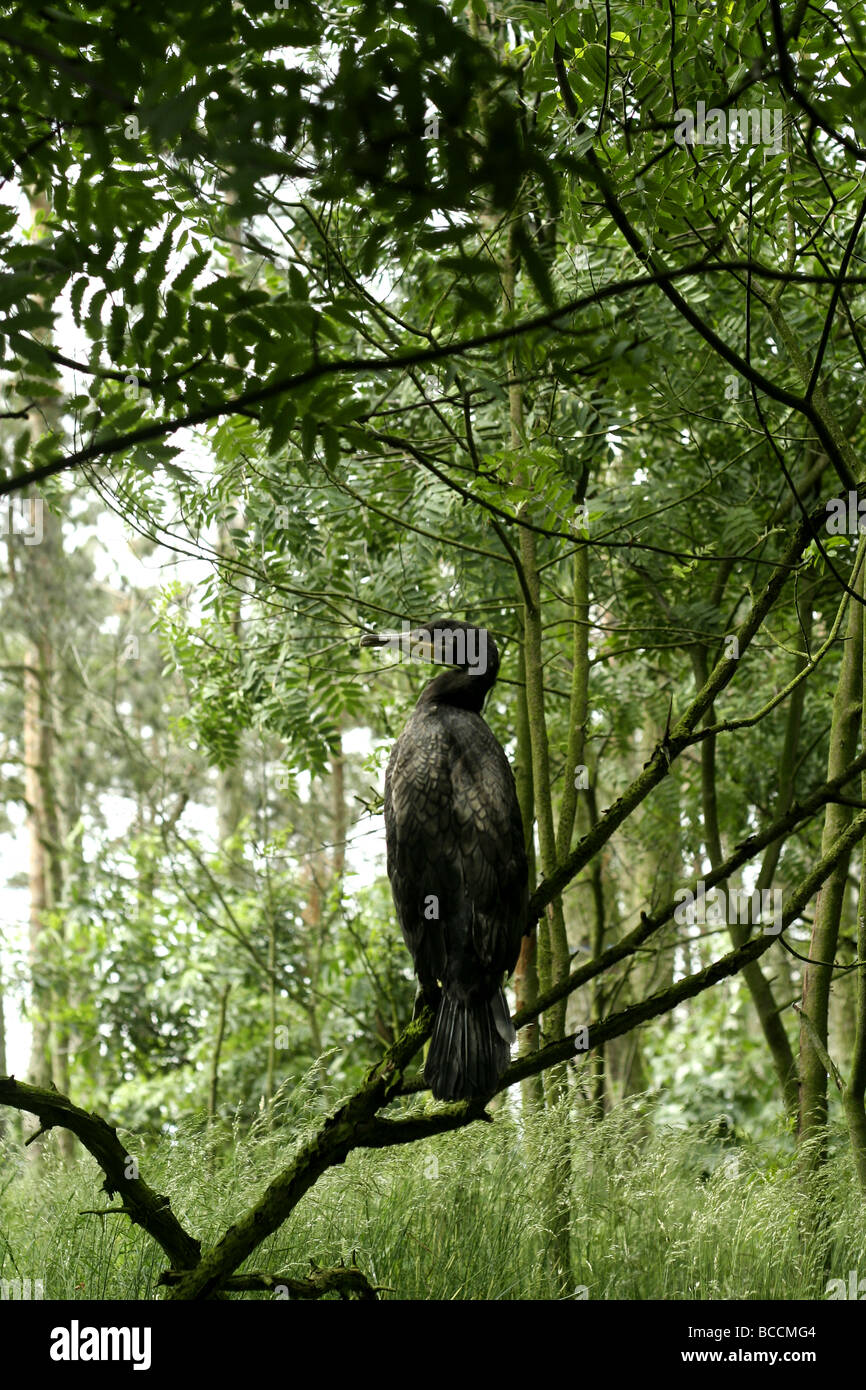 Cormorant on a branch hi-res stock photography and images - Alamy