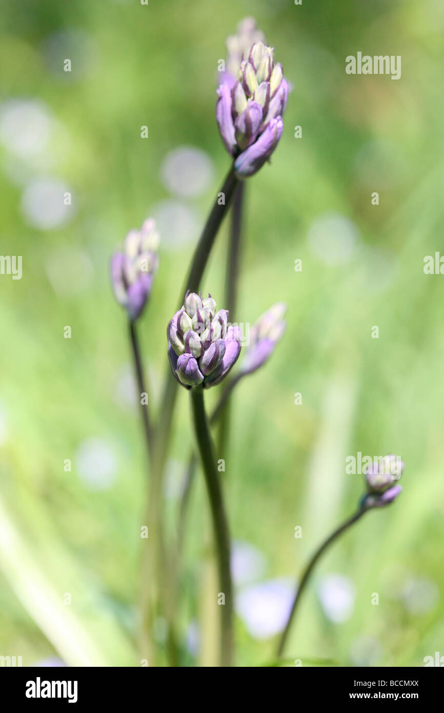 a taste of spring bluebells in a wood just about to burst into flower fine art photography Jane Ann Butler Photography JABP462 Stock Photo