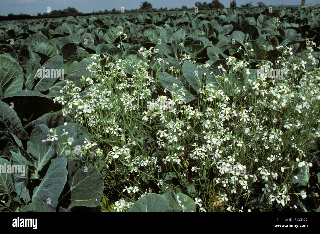 Wild Radish Raphanus raphanistrum Brassicaceae UK Stock Photo