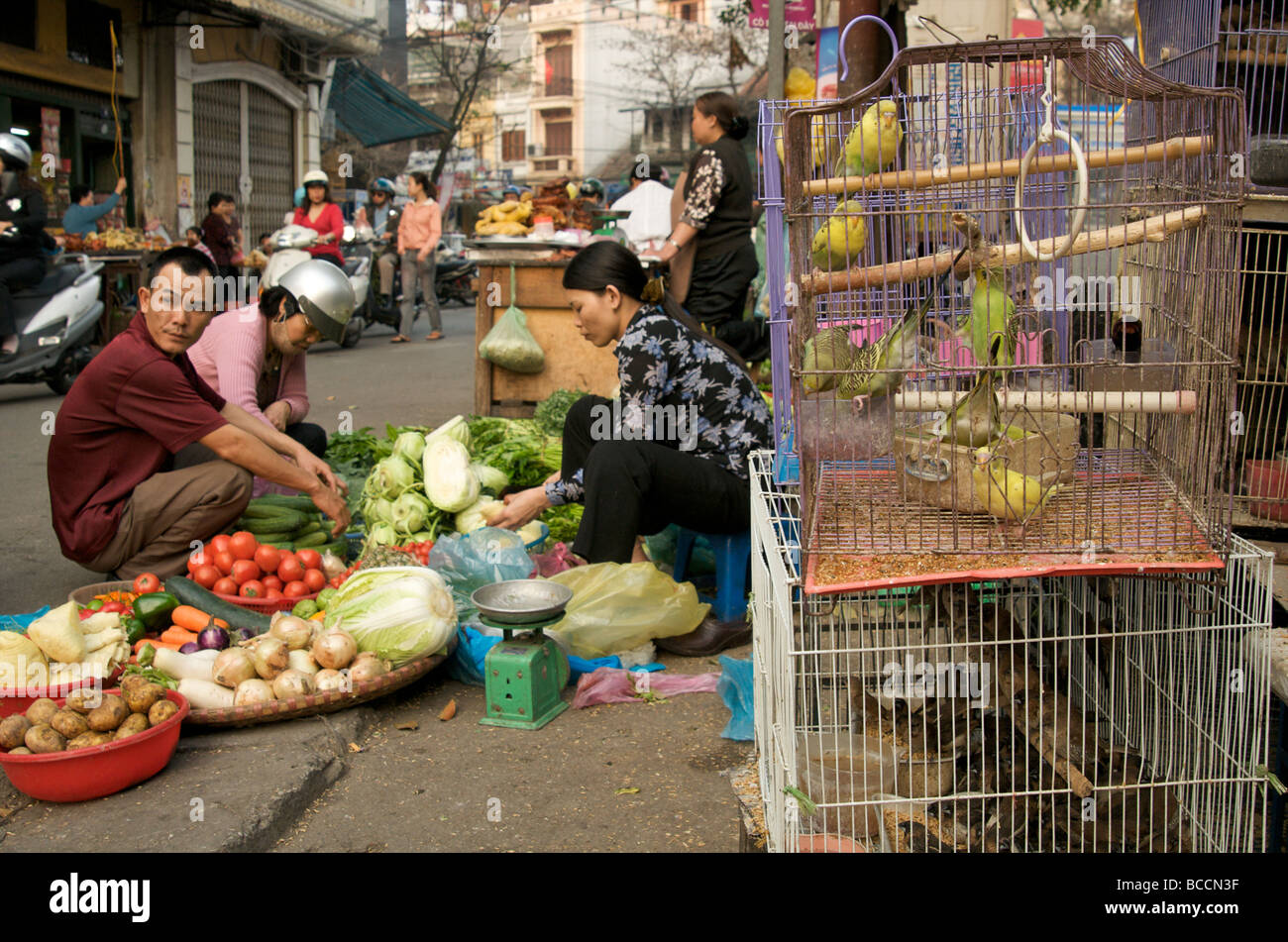 Budgerigars for sale in Hanoi's Old Quarter Vietnam Stock Photo