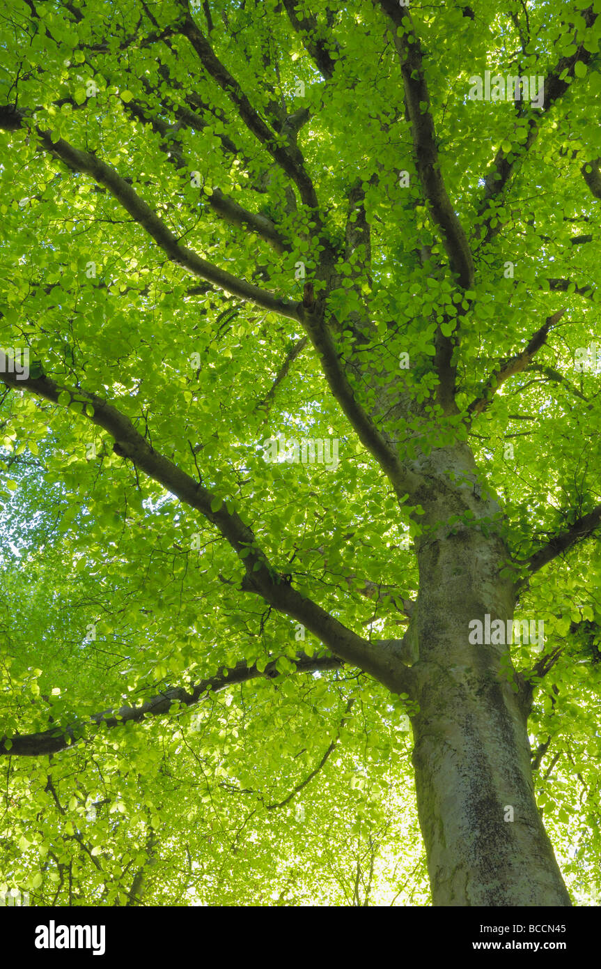 Southern beech leaves hi-res stock photography and images - Alamy
