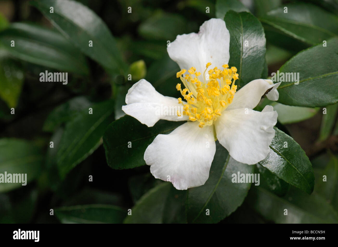 Camelia (Camellia sasanqua),  flower Stock Photo