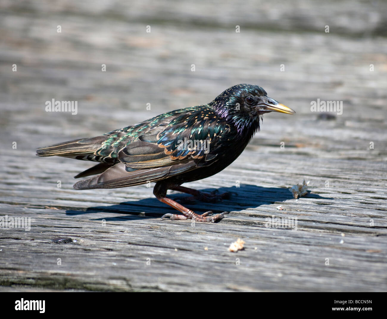 starling scavenging for food on Granville Island pier Vancouver, BC, Canada Stock Photo