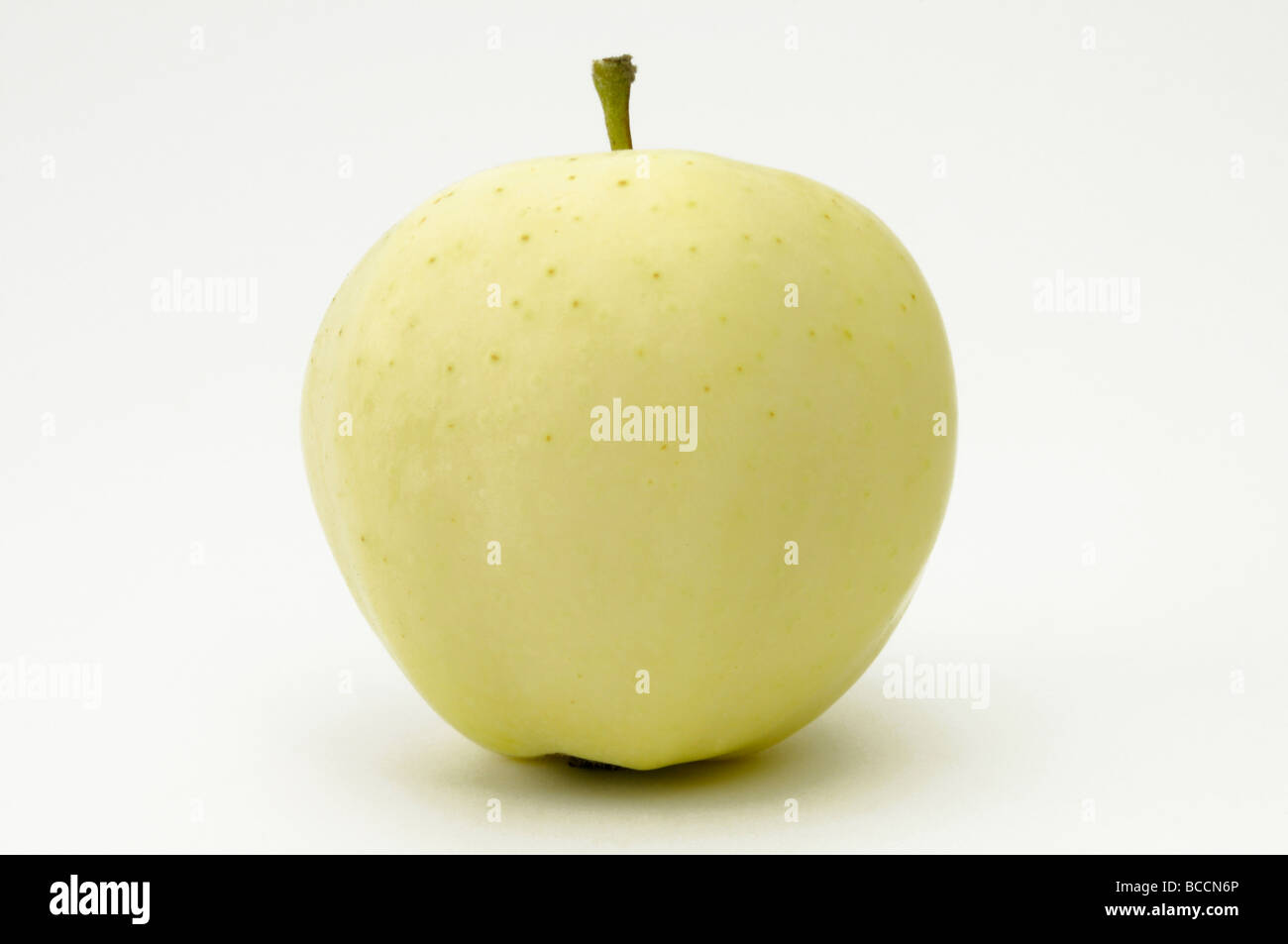 Domestic Apple (Malus domestica), variety:  Weisser Klarapfel, ripe fruit, studio picture Stock Photo