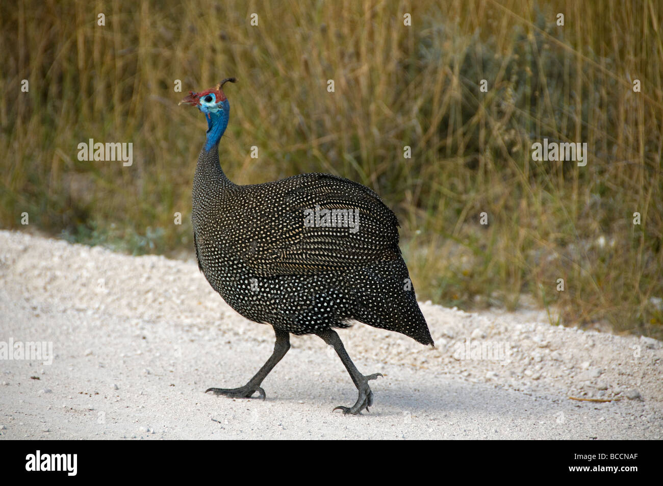 Helmeted Guinea Fowl (Numida meleagris) in Etosha National Park in Namibia Stock Photo