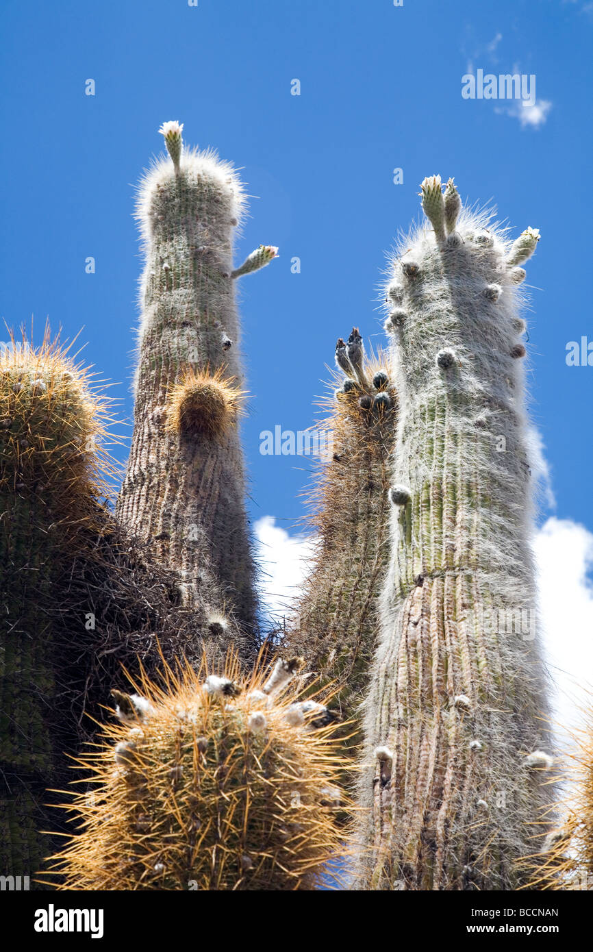 Flowering cardon cactus in the Parque Nacional Los Cardones, Salta Province, Argentina Stock Photo