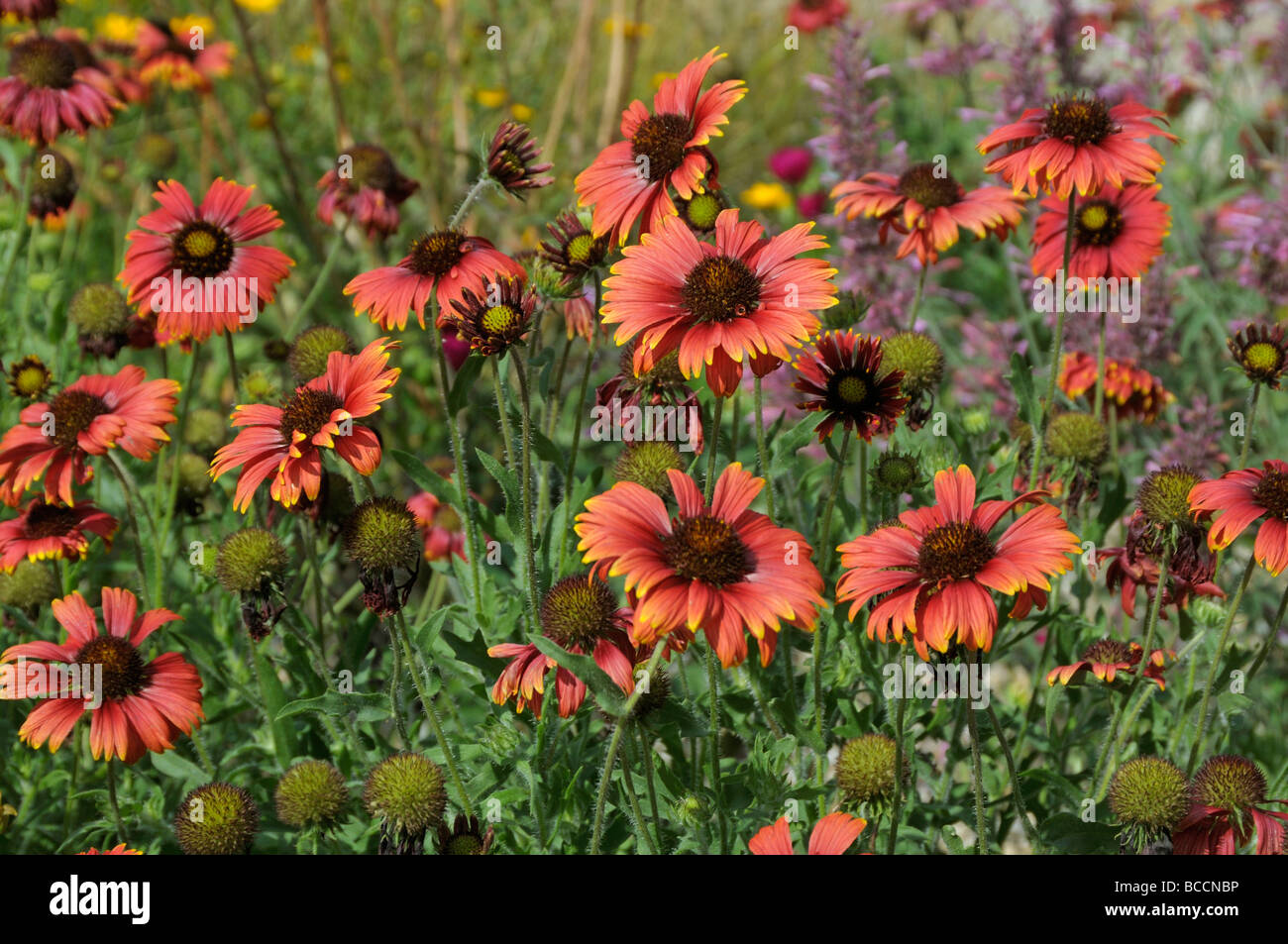 Blanketflower, Gaillardia (Gaillardia sp.), flowers Stock Photo Alamy