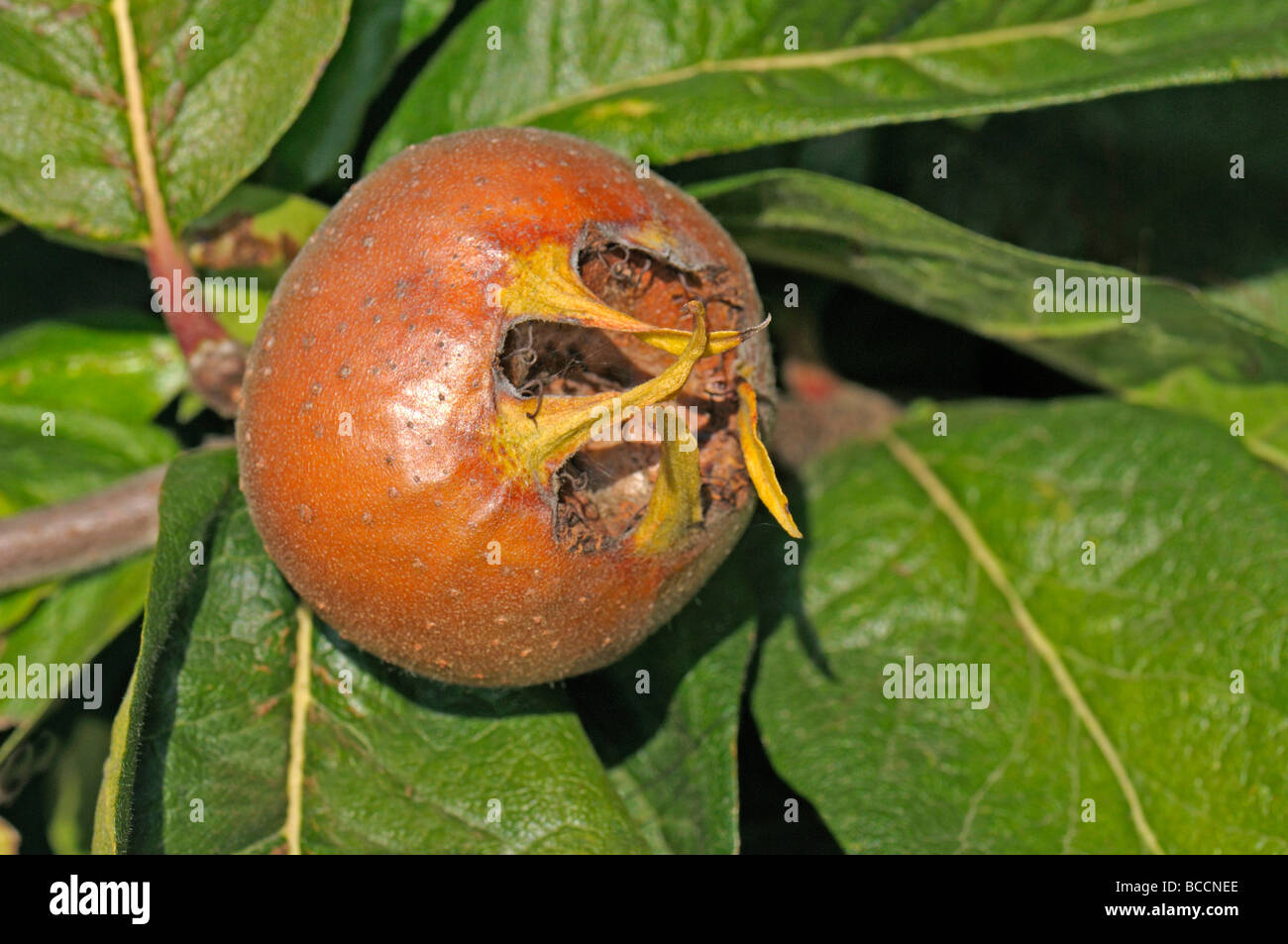 Medlar (Mespilus germanica), fruit on a tree Stock Photo