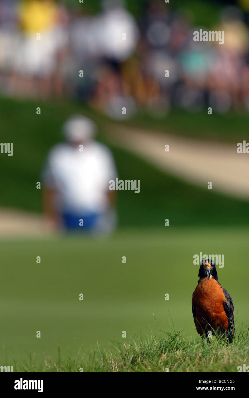 A bird sits on the green during the Travelers Championship golf tournament in Cromwell CT USA Stock Photo