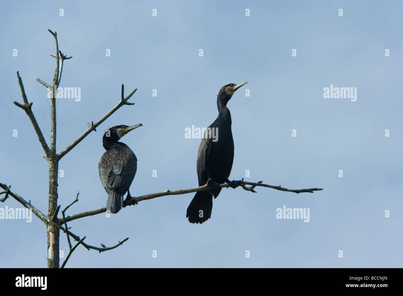 Great Black Cormorants Phalacrocorax carbo on a withered tree branch ...