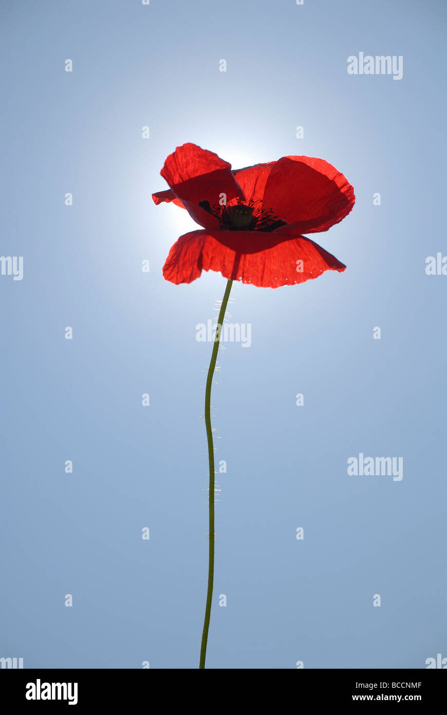 single red poppy flower and blue sky Stock Photo - Alamy