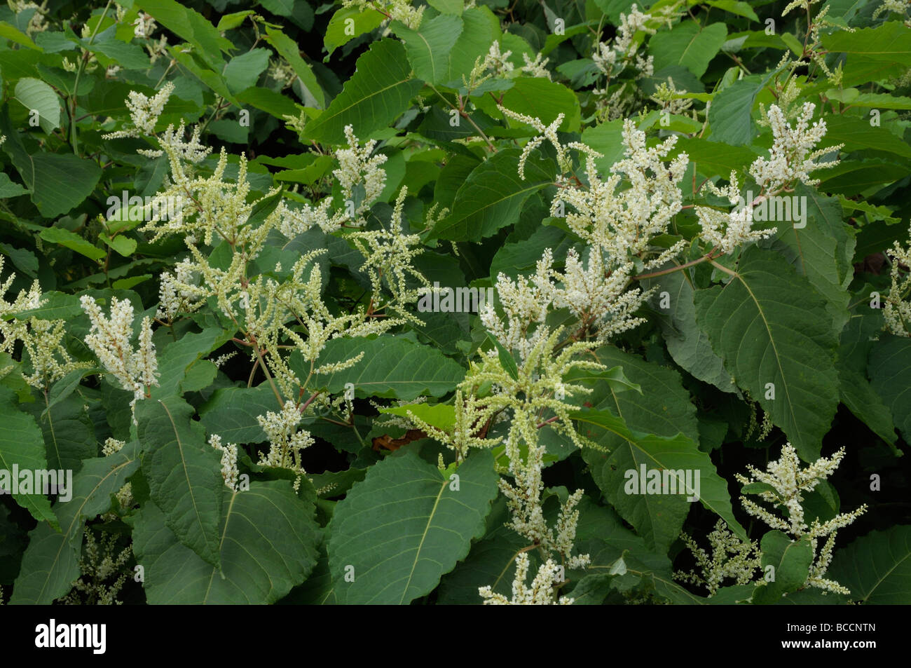 Japanese Knotweed (Fallopia japonica), flowering twigs Stock Photo