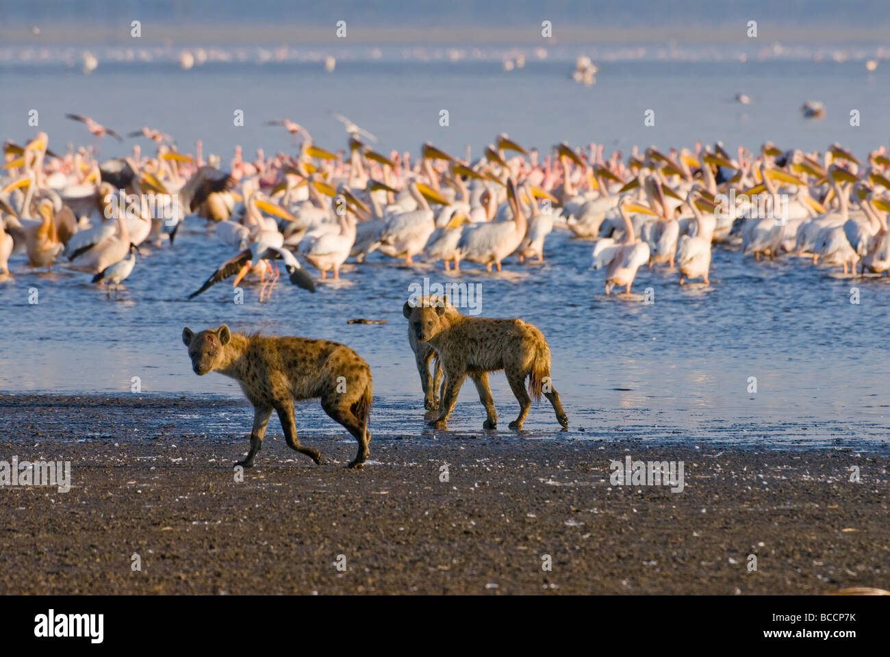 Spotted Hyenas hunting flamingos Crocuta crocuta NAKURU NATIONAL PARK KENYA EAST Africa Stock Photo