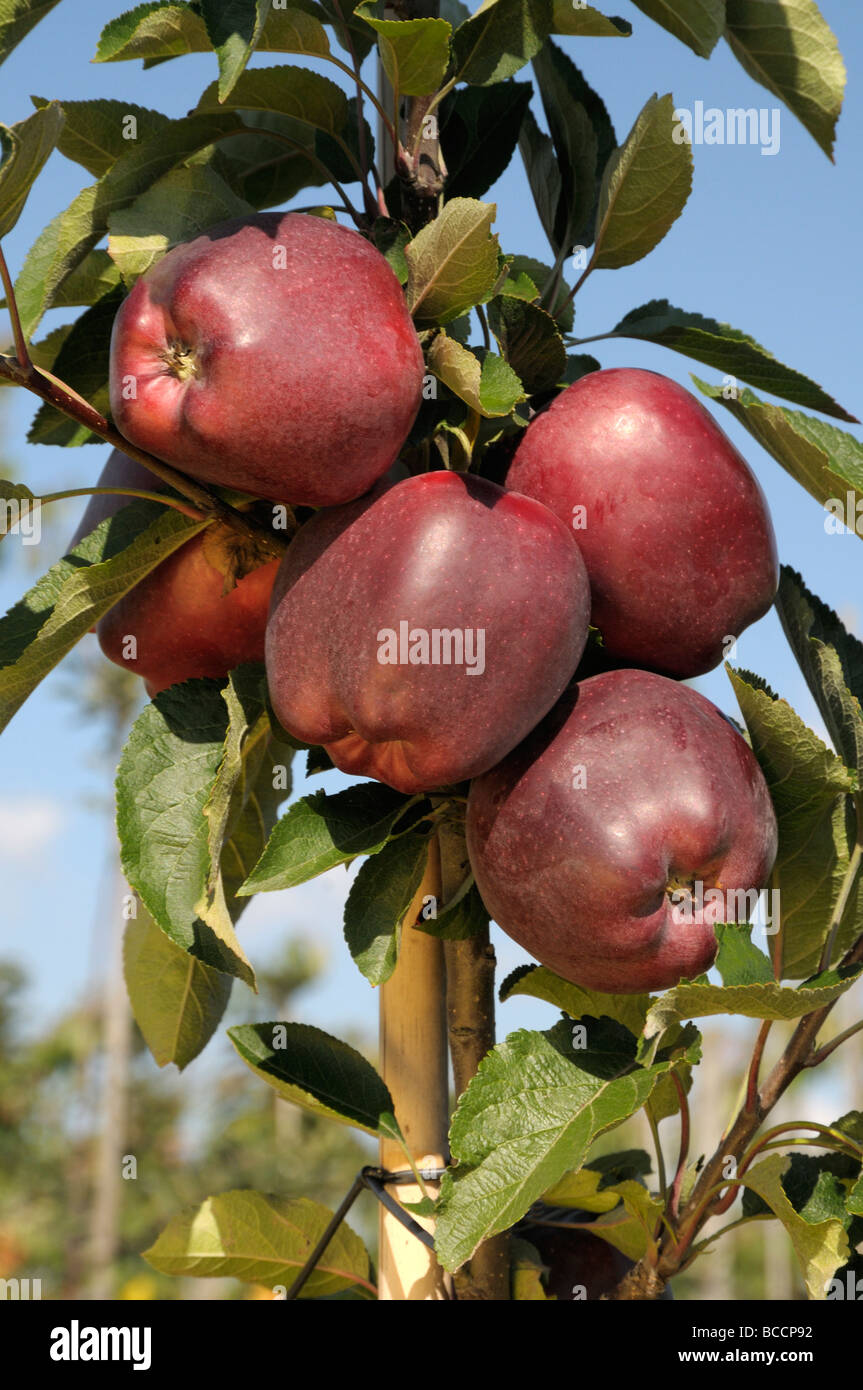 Domestic Apple (Malus domestica), variety : Red Delicious, Redkan, ripe fruit on tree Stock Photo