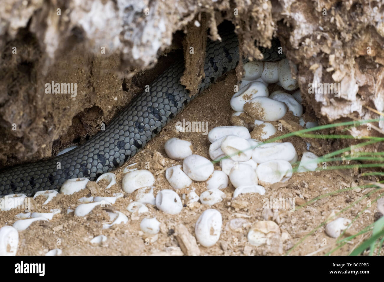 Grass Snake's nest Stock Photo - Alamy