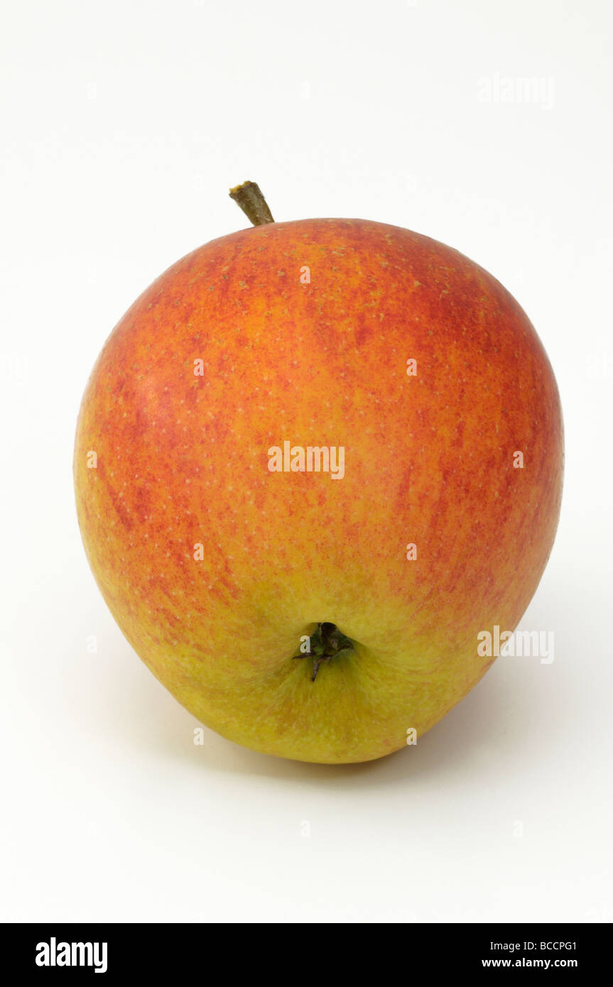 Domestic Apple (Malus domestica), variety : Rubinette, ripe fruit, studio picture Stock Photo