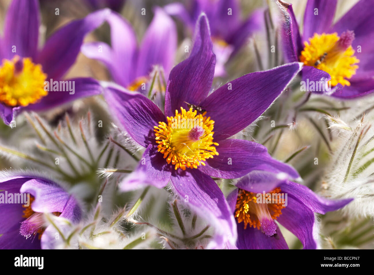 Pasque flower (Pulsatilla patens) Stock Photo