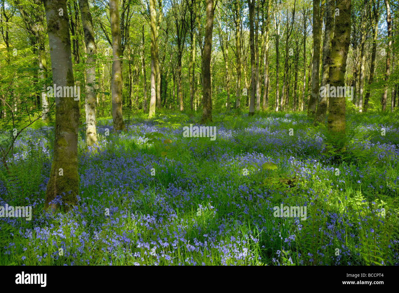 Cally Woods, Gatehouse of Fleet, Dumfries & Galloway, Scotland Stock Photo
