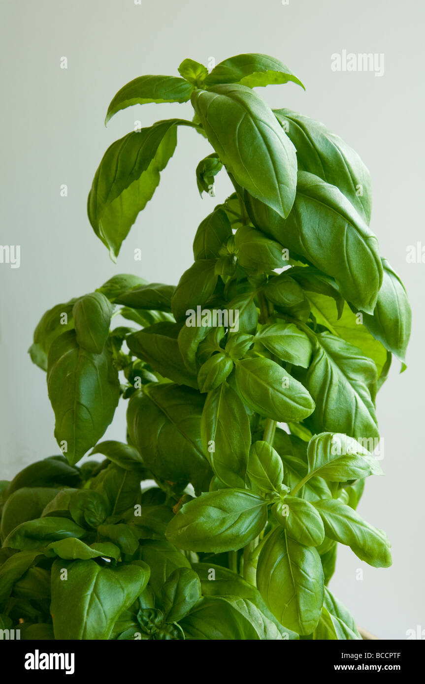 Basil Leaves growing up tall Stock Photo Alamy