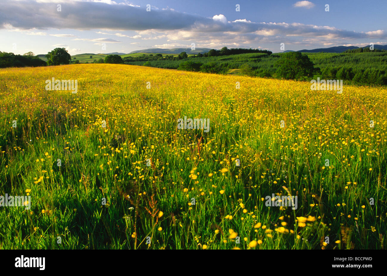 Summer landscape UK field of buttercups on Annandale Way looking across to Moffat Hills Scotland UK Stock Photo