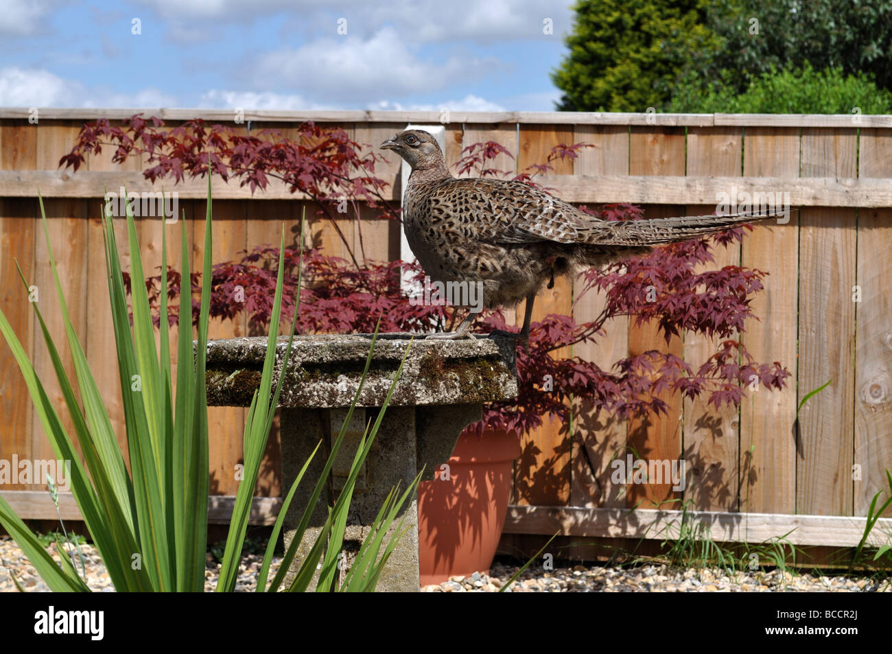 female pheasant sitting on birdbath in garden red acer in background Stock Photo