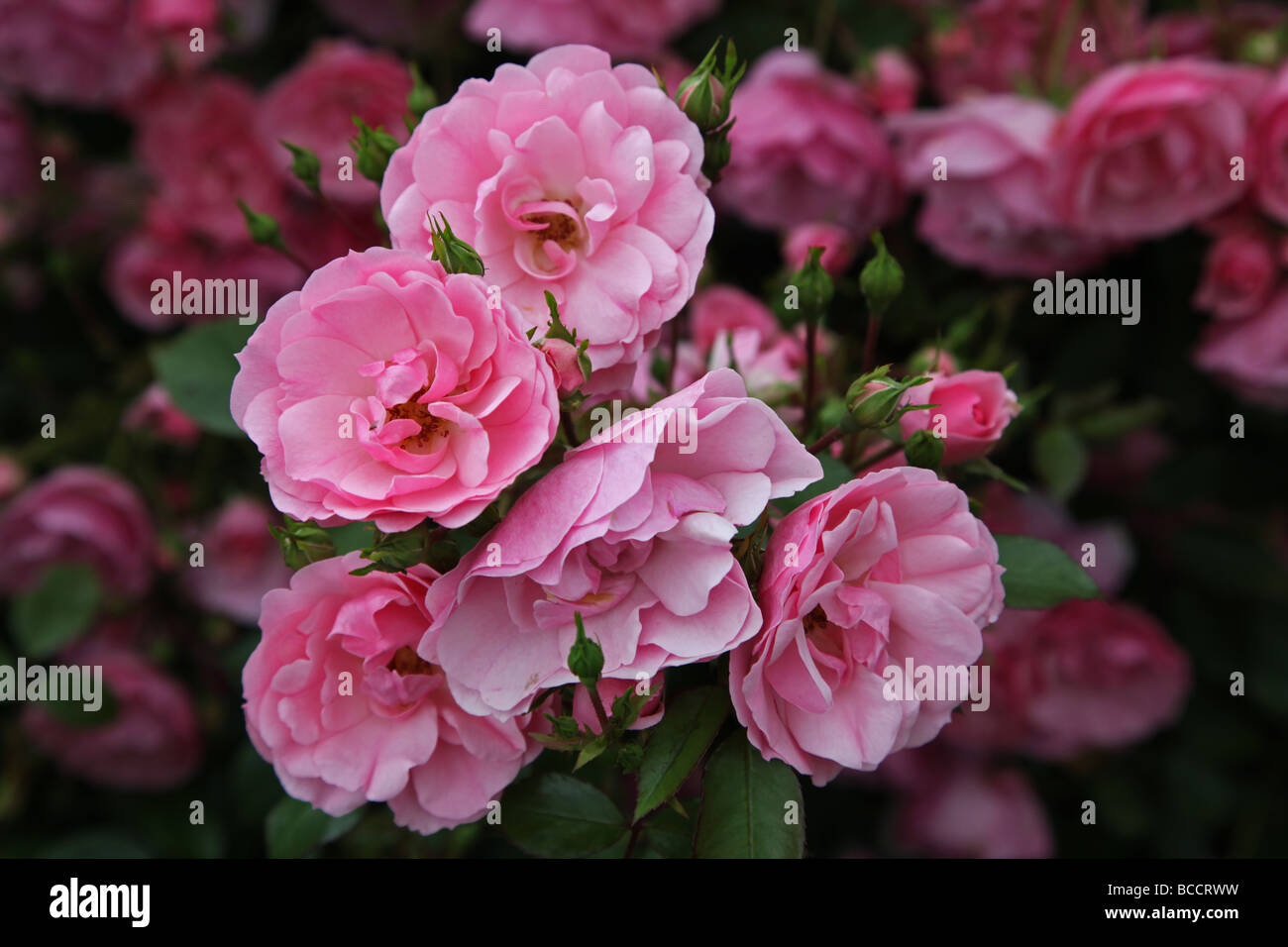 Rosa Bonica modern shrub rose that forms a domed bush Stock Photo