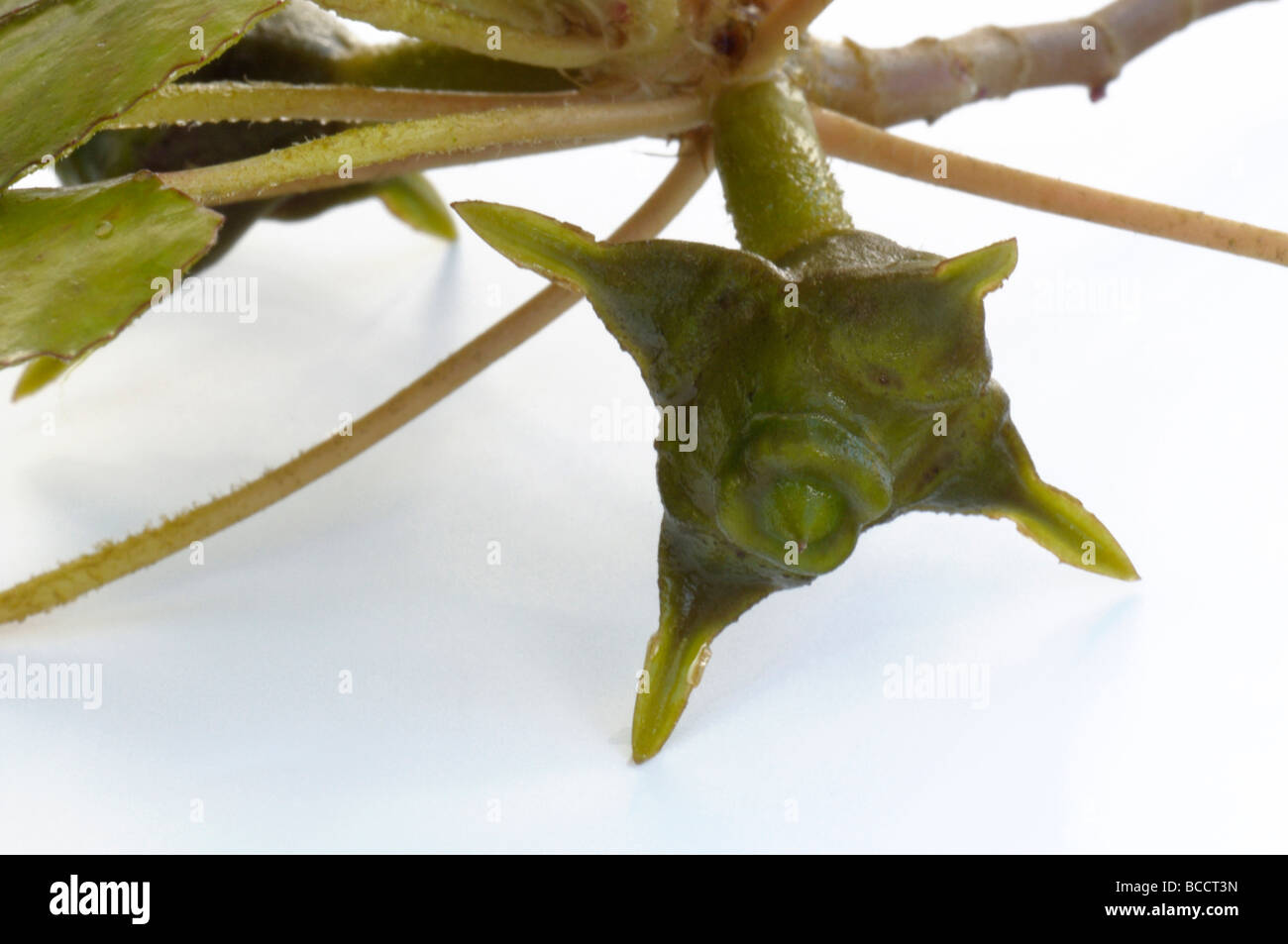 Water Chestnut, Water Caltrop (Trapa bicornis). Swimming part of the plant with fruit Stock Photo