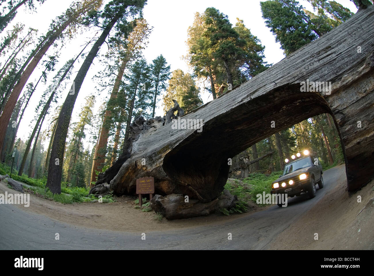 Truck driving through the Tunnel Log in Sequoia National Park. Stock Photo