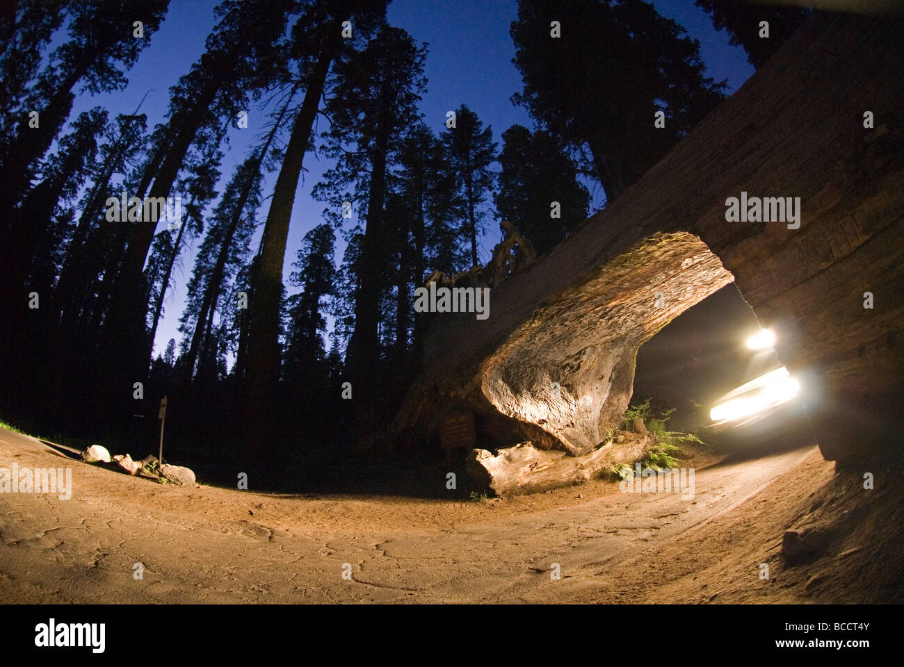 Truck driving through the Tunnel Log in Sequoia National Park, California. Stock Photo