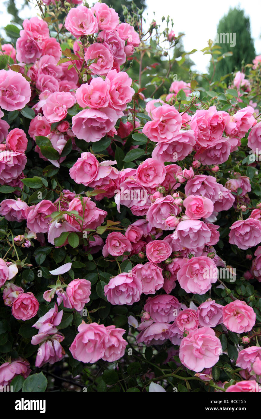 Rosa Bonica modern shrub rose that forms a domed bush Stock Photo