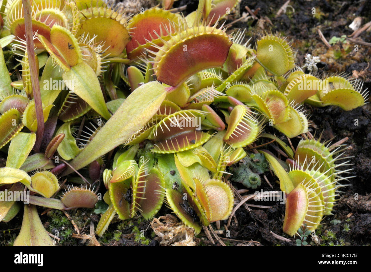 Venus Flytrap (Dionaea muscipula), plants Stock Photo