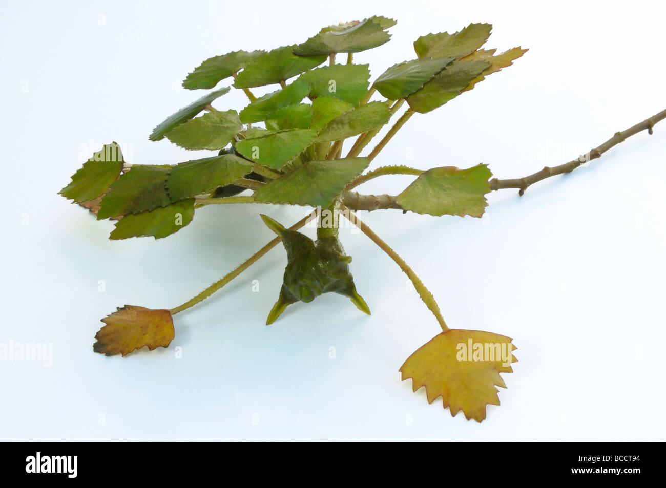 Water Chestnut, Water Caltrop (Trapa bicornis). Swimming part of the plant with fruit but without root, studio picture Stock Photo