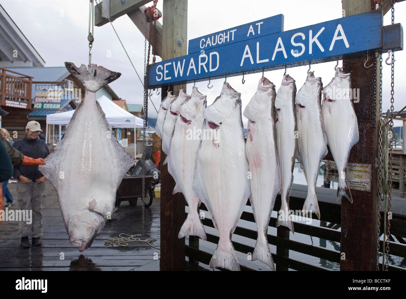 350 pound halibut (Pleuronectidae) in Seward, Alaska Stock Photo Alamy