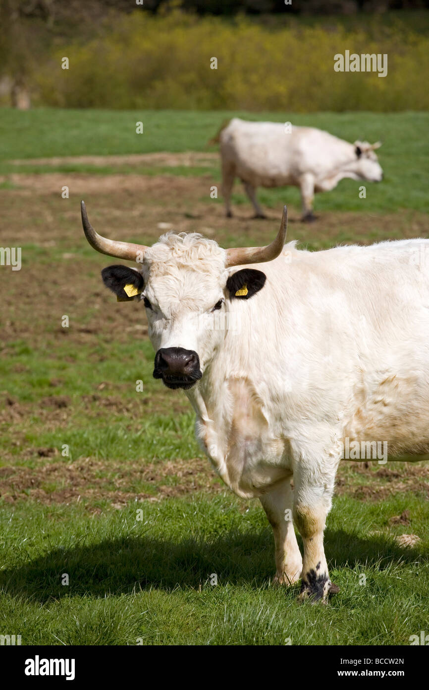 White Park Cattle Stock Photo Alamy