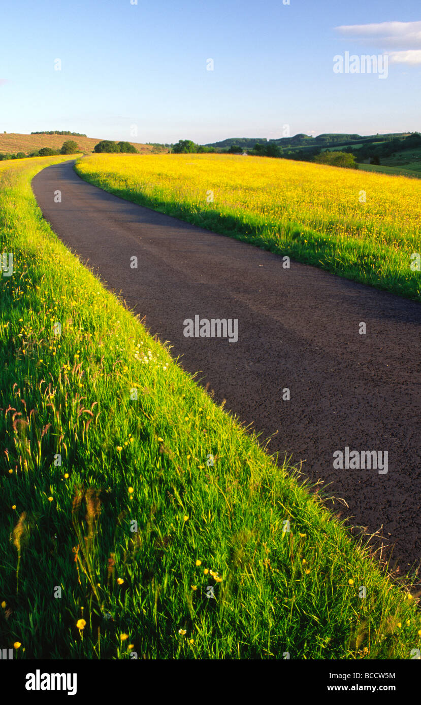 Annandale Way long distance path summer Scotland near sunset a winding road leading through a yellow field of buttercups near Mo Stock Photo