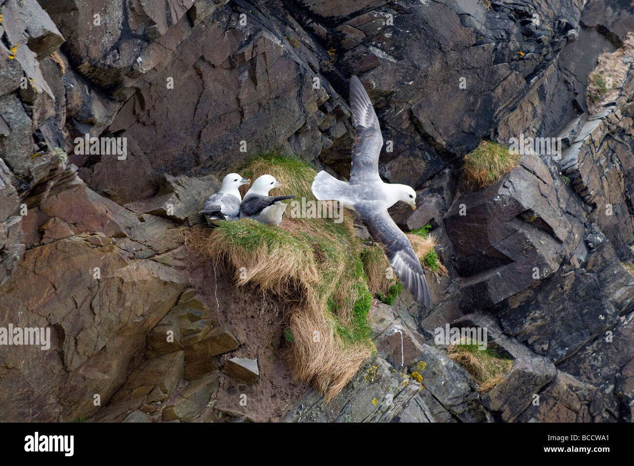 Juveniles and parent Common gulls, more commonly called seagulls nesting on cliffs at Balnakeil bay, Scotland in Spring Stock Photo