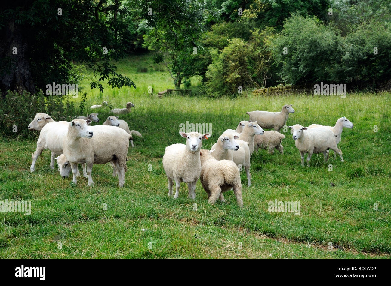 Sheep grazing in the Cotswolds England UK Stock Photo - Alamy