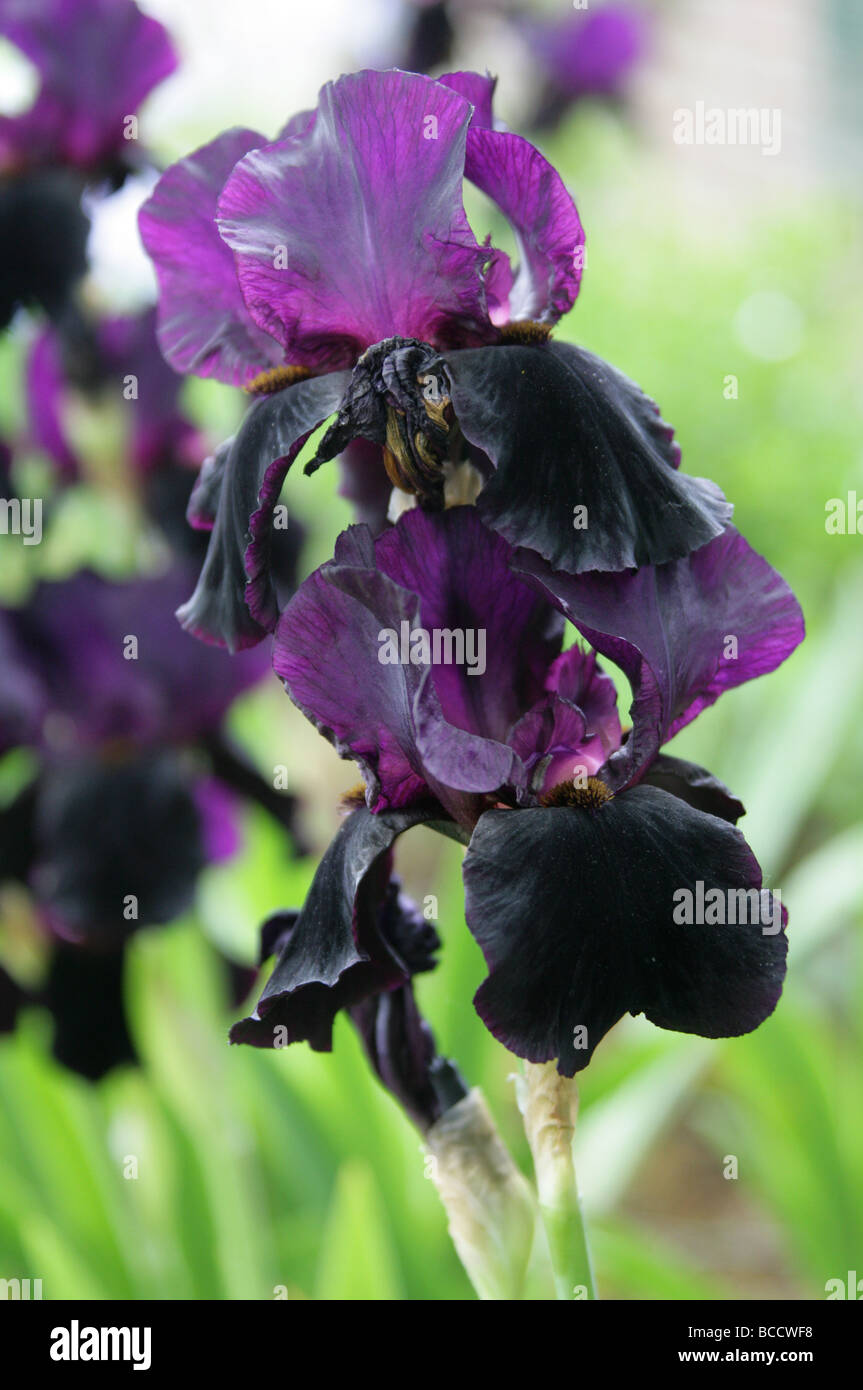Iris 'Black Swan', Iris chrysographes, Iridaceae Stock Photo
