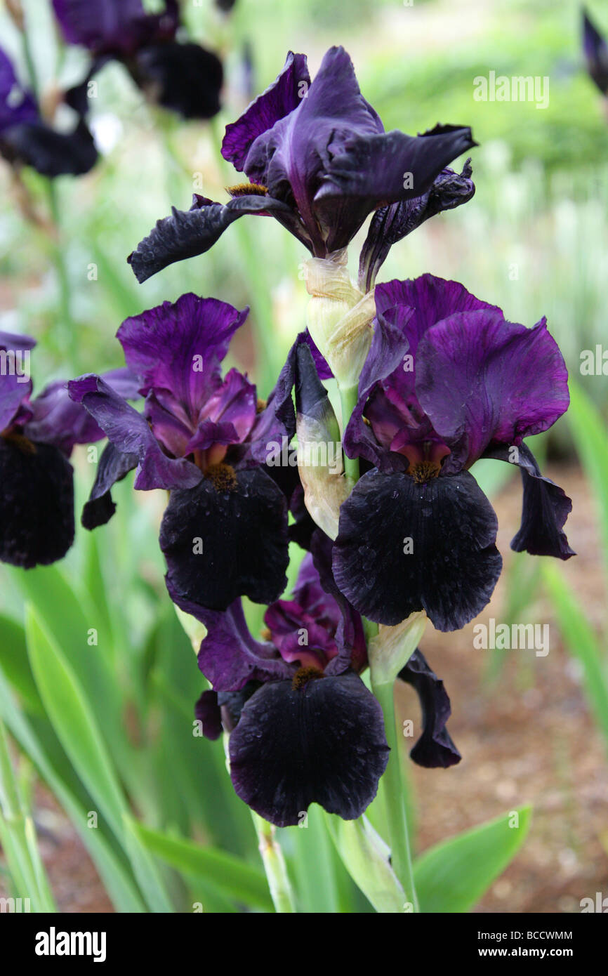 Iris 'Black Swan', Iris chrysographes, Iridaceae Stock Photo