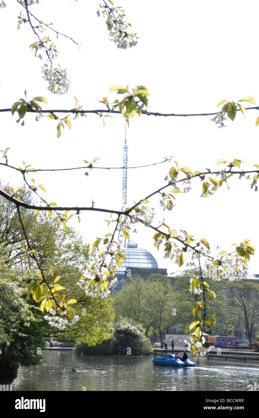 Tree Blossom Alexandra Palace London Uk Stock Photo