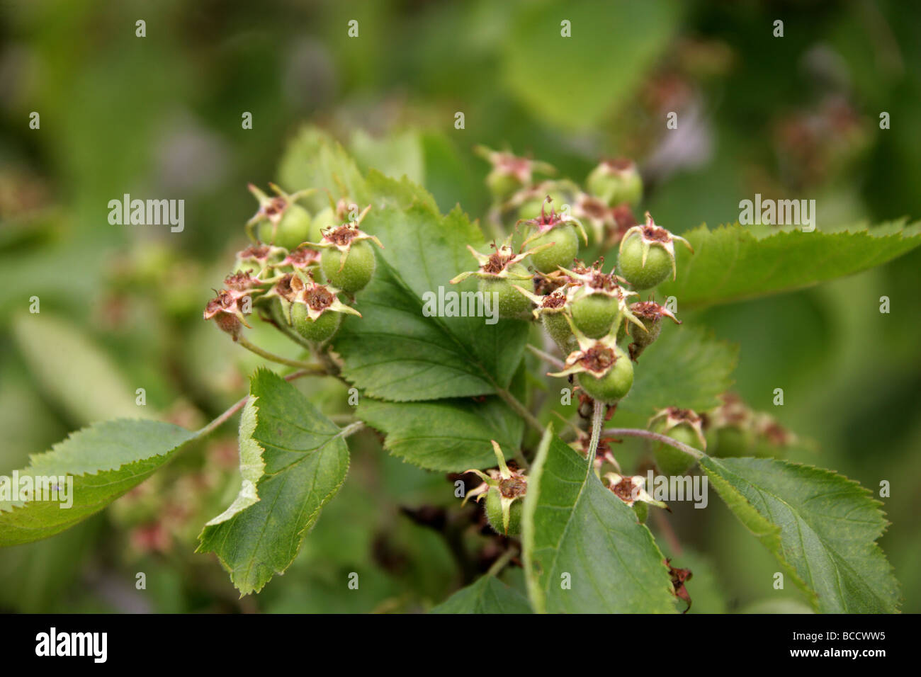 Downy or Red Hawthorn, Crataegus mollis, Immature Fruit, Rosaceae. Stock Photo